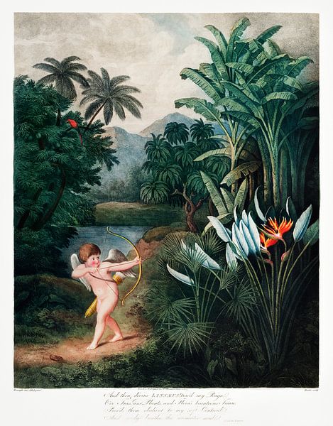 Cupido Inspirerende planten met liefde uit The Temple of Flora (1807) door Robert John Thornton. van Frank Zuidam