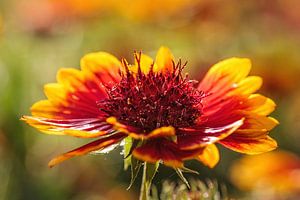 Kokardebloem