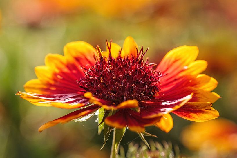 Camaraderie flower by Rob Boon