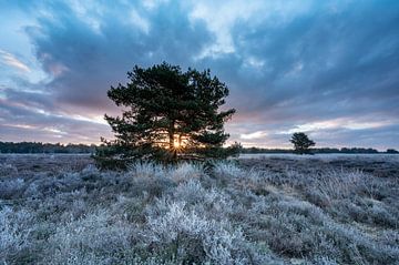 Lever de soleil sur la lande