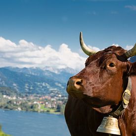Vache rouge à l'Alpsee sur kuh-bilder.de