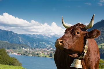 Vache rouge à l'Alpsee