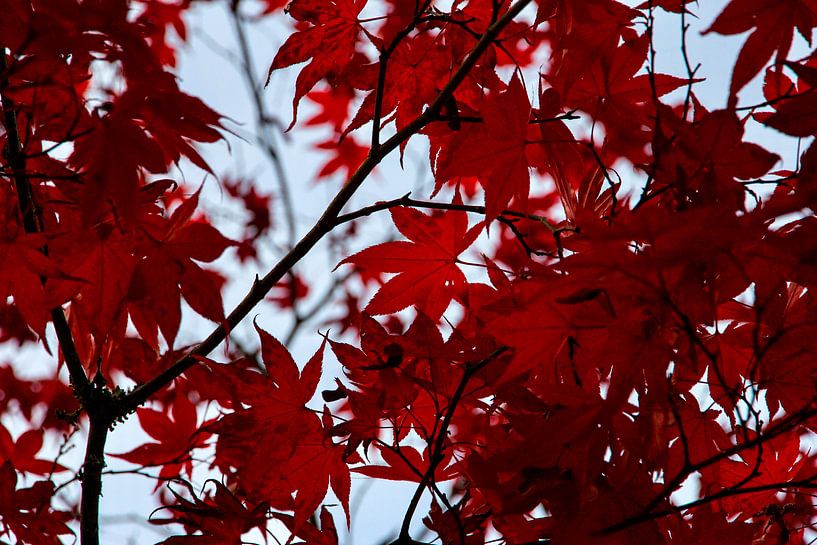 Herfstrood von Bas Rutgers