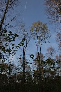 Hallerbos in de lente