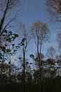 Hallerbos in de lente von Ronald De Neve Miniaturansicht