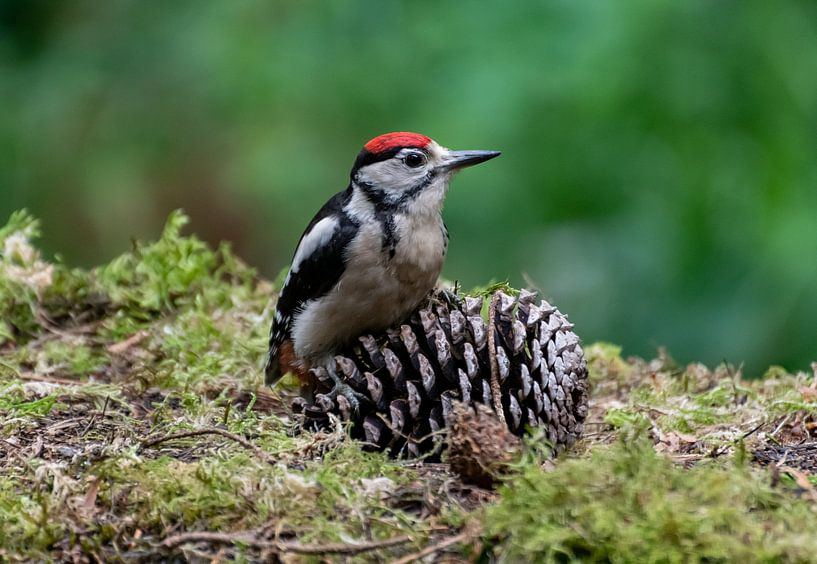 Great Pied Woodpecker by Merijn Loch