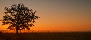 Lever du soleil derrière l'arbre. sur Ellen Driesse