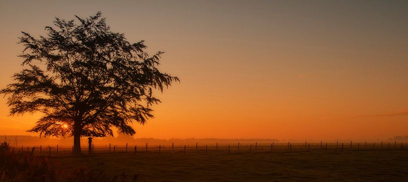 Lever du soleil derrière l'arbre. par Ellen Driesse
