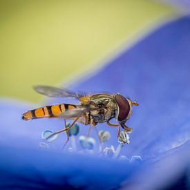 hoverfly by ton vogels