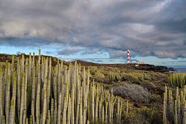 Cacti on the south coast of Tenerife by Rolf Schnepp