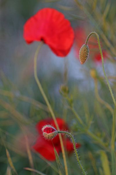 Unfold by Trudy M. Simons-Pos