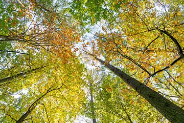 Toppen van de bomen in het bos