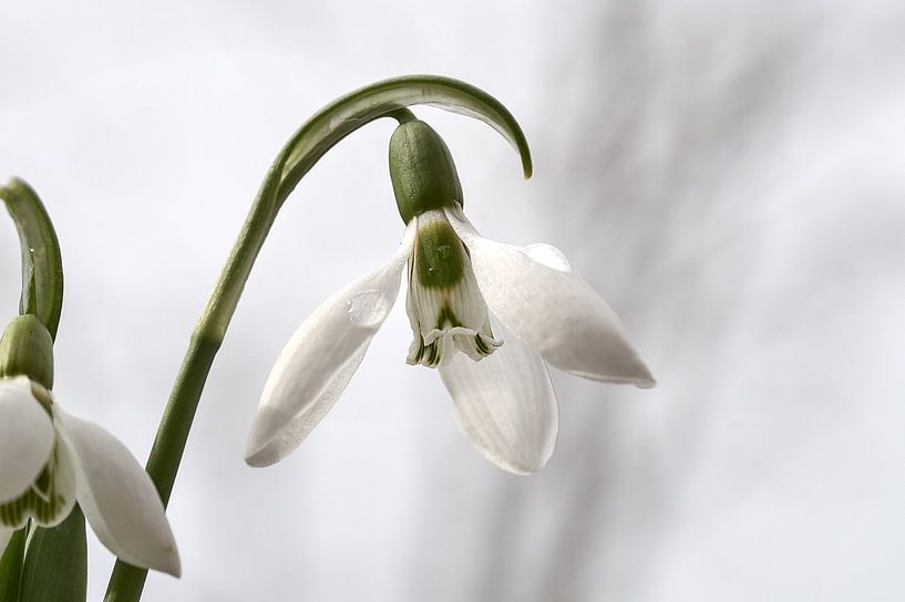 Snowdrop by Ad Jekel