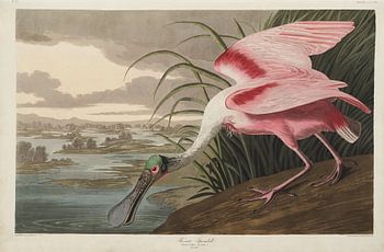 Red Spoonbill - Teylers Edition - Birds of America, John James Audubon
