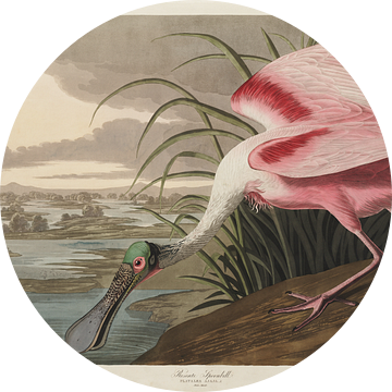 Rode Lepelaar - Teylers Edition - Birds of America, John James Audubon van Teylers Museum