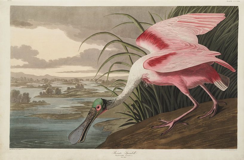 Rode Lepelaar - Teylers Edition - Birds of America, John James Audubon van Teylers Museum