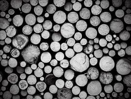 Bois sur Alexander Dorn