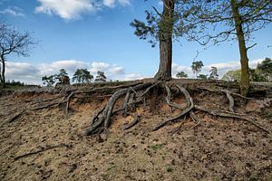 Nationaal Park De Maasduinen