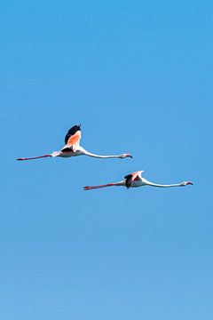 Flamingos 2 von Gijs de Kruijf