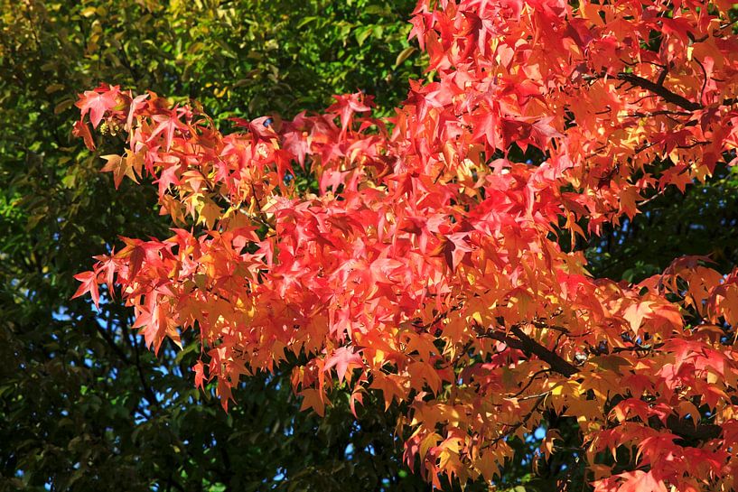 Goldener Oktober von Thomas Jäger
