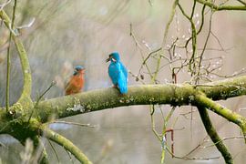 Oude nest herleeft von Rob Gipman