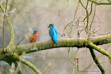 Oude nest herleeft van Rob Gipman