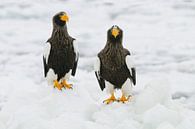 Stellers Seeadler auf Eisschollen von Harry Eggens Miniaturansicht