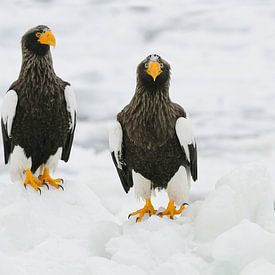Stellers sea eagles on ice floes by Harry Eggens