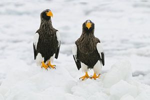 Stellers zeearenden op ijsschotsen van Harry Eggens