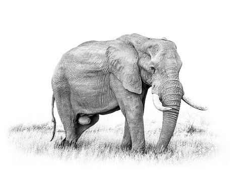 Olifant Fine Art Canvas Print In Zwart Wit