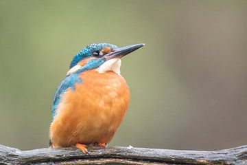 Eisvogel auf einem Ast von Lies Bakker