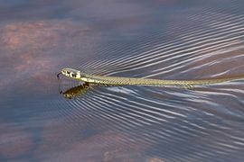 Ringslang by Jan Nijeboer