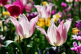 Tulpen von Henriette Tischler van Sleen