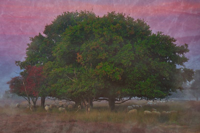 Grazing sheep under a tree by Miny'S