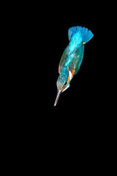 Eisvogel, der im Wurf fotografiert wurde. von Jeroen Stel