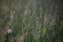 Gräser von Thomas Jäger