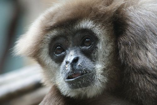 Withandgibbon diergaarde Blijdorp