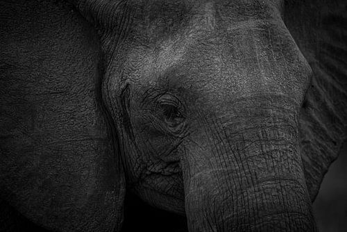 Elephant with beautiful eyelashes