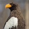 Ein Steller's Sea Eagle auf dem Ausguck #2 von Selwyn Smeets - SaSmeets Photography