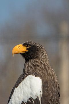 Ein Steller's Sea Eagle auf dem Ausguck #2 von Selwyn Smeets - SaSmeets Photography