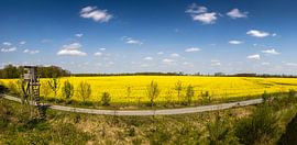 Champ de colza Panorama sur Frank Herrmann