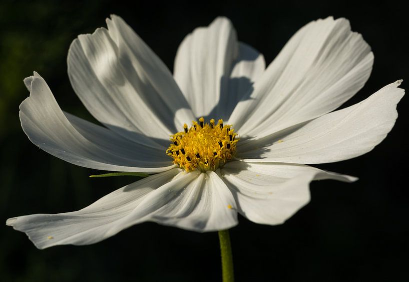 Cosmea Cosmos van Leo Langen