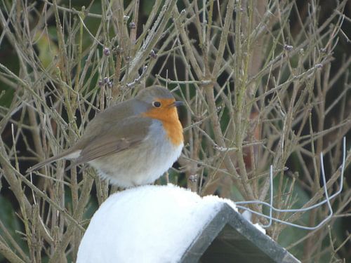 Robin dans la neige