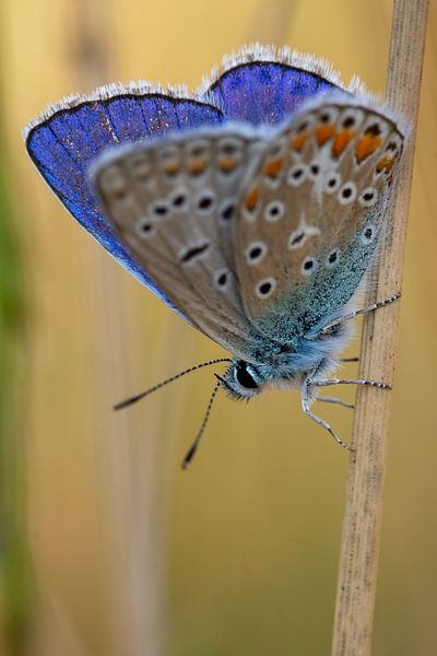 Icarus blue by Peter Deschepper