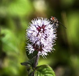 Blossom by Thomas Depauw