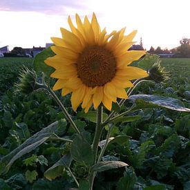 Flower photo de profil