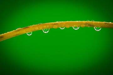 Stem with dewdrops by Wim Stolwerk