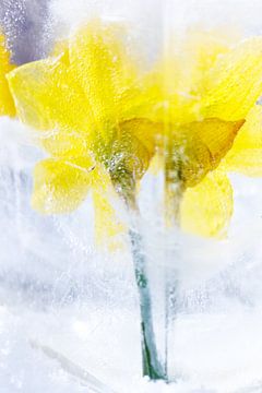 Frozen flower by Peter de Jong