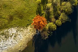 Roter Baum von oben gesehen von Frank Maters