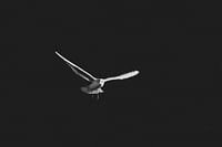 Möwe 2